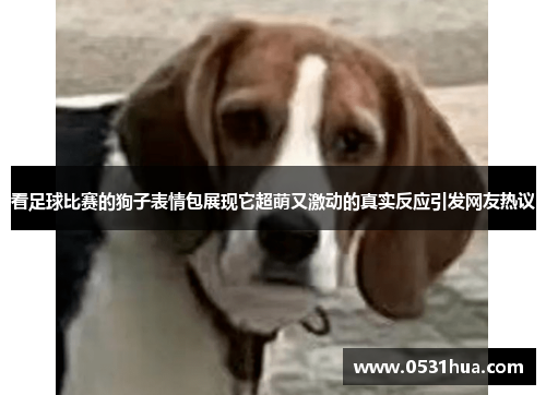 看足球比赛的狗子表情包展现它超萌又激动的真实反应引发网友热议